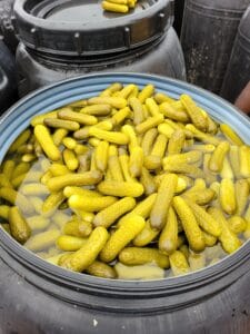 cetriolini sottaceto,cetrioli sottaceto all'ingrosso,fornitore cetriolini
