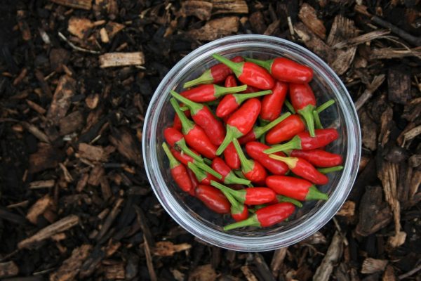 chilli pickle supplier